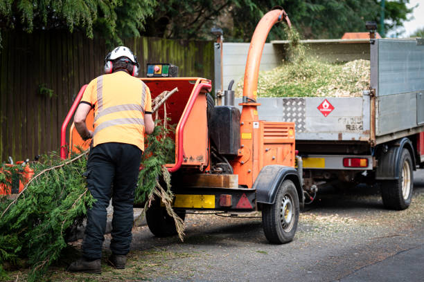 Best Arborist Services Near Me  in Raintree Plantation, MO